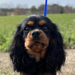 Sonny - Cavalier King Charles Spaniel