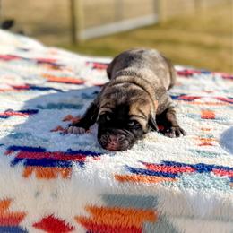 Orange collar - Fawn male Anatolian Shepherd Dog puppy in Spokane, Washington from 4D Cattle Dogs