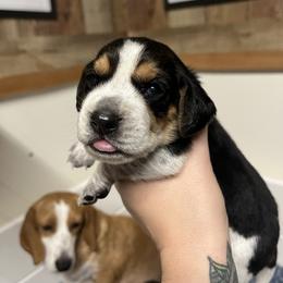 Pink Collar - Black tan and bluetick female Beagle puppy in Jasper, Texas from Beech Grove Beagles