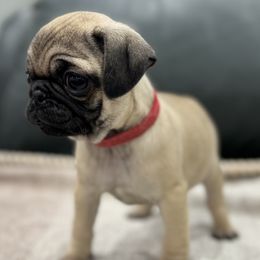 Boy 4 - male Pug puppy in Troutman, North Carolina from Ohana Pugs