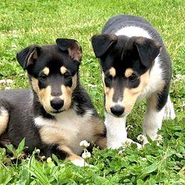Collies from Deer Hill Collies
