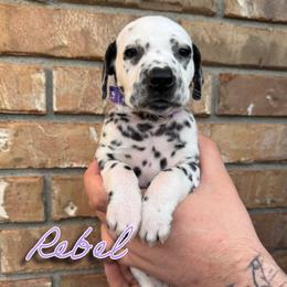 Rebel - LUA - White and black female Dalmatian puppy in Mount Vernon, Missouri from Spots & Spirals