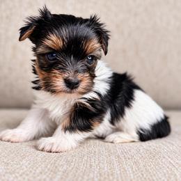 Sabrina - Parti female Yorkshire Terrier puppy in Jacksonville, Florida from Yorktown Yorkies