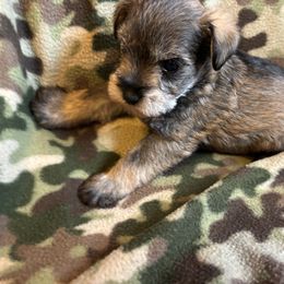 Little Fox - Salt and pepper male Miniature Schnauzer puppy in Colorado Springs, Colorado from Spice Mountain Puppies