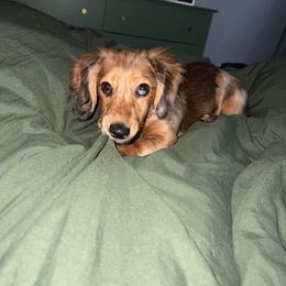 Dachshund Puppies from Royalty Grove Dachshunds