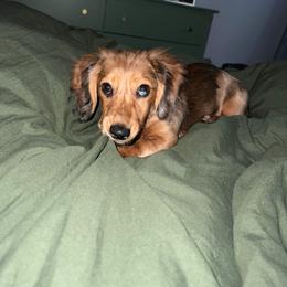 Dachshund Puppies from Royalty Grove Dachshunds