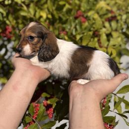 Romeo - AKC - Piebald male Dachshund puppy in Englewood, Florida from Dach of Doxies
