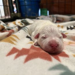 Jack - White male Great Pyrenees puppy in Pittsboro, Indiana from Blackmore Farm