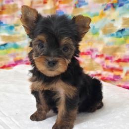 Maggie - Blue and gold female Yorkshire Terrier puppy in Monticello, Iowa from Ashley’s Puppies