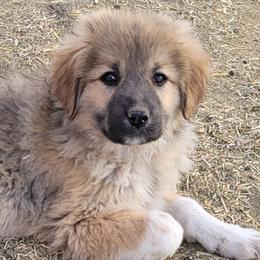 Girl 3 - Colorado Mountain Dog puppy in Chino Valley, Arizona from Big Sky Acres