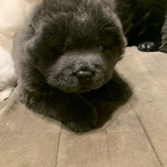 Chow Chow Puppies from Darling Chows