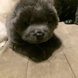 Chow Chow Puppies from Darling Chows
