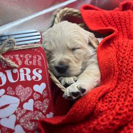 Golden Retriever Puppies from Great Lakes Golden Retreivers