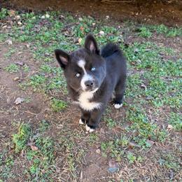 Aveline - Black and white female Pomsky puppy in La Vergne, Tennessee from Atencio Pomsky