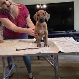 Brown collar - Rd whtn blk nose male Rhodesian Ridgeback puppy in Ocala, Florida from Avanti Ridgebacks