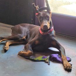 Elvis - Red and rust male Doberman Pinscher puppy in Houston, Texas from Draggin Dobermans & Great Danes