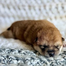 Della - Red female Shiba Inu puppy in Trenton, Nebraska from Prairie Shibas