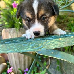 Vlad - Black and tan male Pembroke Welsh Corgi puppy in Birmingham, Alabama from Dalton Family Corgis