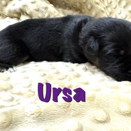 Ursa - Black and red female German Shepherd puppy in Graham, Washington from Wildeflecken Shepherds
