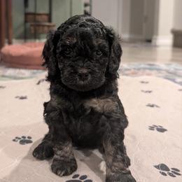Poppy - Black and tan female Cavapoo puppy in Selma, Texas from Sage Mini Doodles