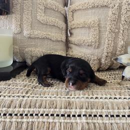 Snoopy - Black and tan male Cavapoo puppy in Floyd, Virginia from Hearts and Paws Poodles and Doodles