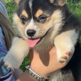 Pembroke Welsh Corgi Puppies from Griswold Pembroke Welsh Corgis