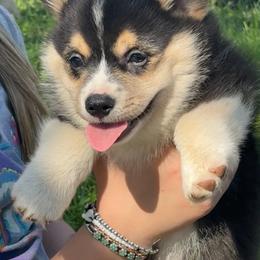 Pembroke Welsh Corgi Puppies from Griswold Pembroke Welsh Corgis