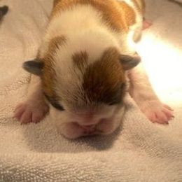 Carissimq - Red and white female Bulldog puppy in Cheshire, Connecticut from Absolut Bulldogs