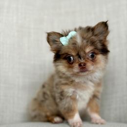 Bliss - 8550 - Merle female Chihuahua puppy in Beaumont, Texas from Down south pups