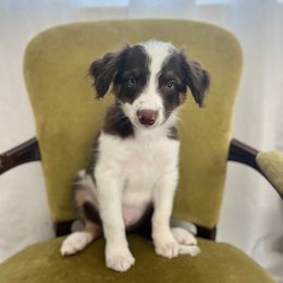 Wayne Gretzky - White and red male Bordoodle puppy in Valley Center, California from Circle R Valley Farms
