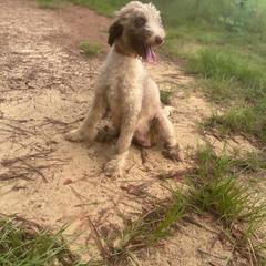 Gypsy - Aussiedoodle