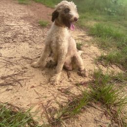 Gypsy - Aussiedoodle