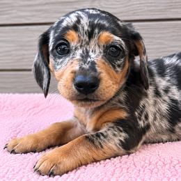 Mrs. Puff - Black and tan female Dachshund puppy in Warm Springs, Arkansas from Seven Hills Arkansas