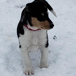 Collie Puppies from Qualteri Collies