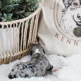 Miniature Australian Shepherd Puppies from Yarborough Kennels
