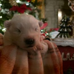 Pink - White female Samoyed puppy in San Antonio, Texas from Hill Country Samoyeds