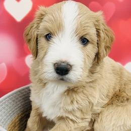 Golden Girl - Apricot female Aussiedoodle puppy in Oklahoma City, Oklahoma from Royal Paw Aussiedoodles
