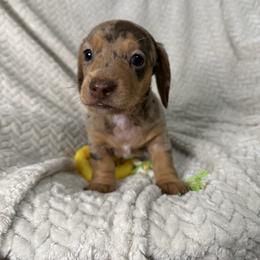 Knox - Dapple male Dachshund puppy in Blackfoot, Idaho from 208 Weenies