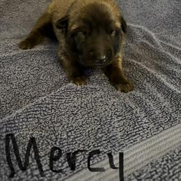 Girl 2 - Fawn female Belgian Malinois puppy in Alger, Michigan from Aspen’s Edge Kennel