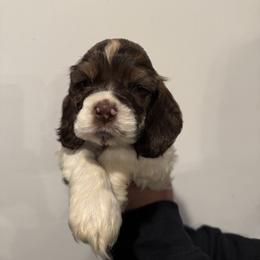 Ridoc - Brown white and tan male Cocker Spaniel puppy in Bliss, New York from AK Another Shot Kennel