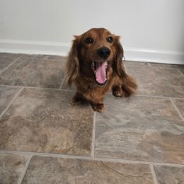 Dachshund puppies from Delightful Doxies