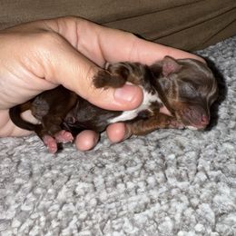 Birdie - Chocolate, tan and white female Yorkshire Terrier puppy in Walker, Louisiana from Precious Yorkies
