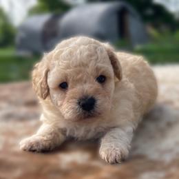 Freya - Cream female Poodle puppy in Purdy, Missouri from The Dynasty