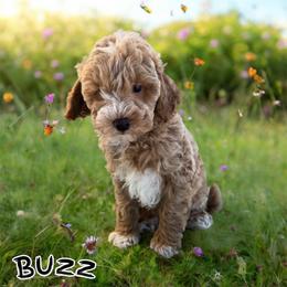 Buzz - Apricot male Goldendoodle puppy in Hughesville, Maryland from Fox Run Farm