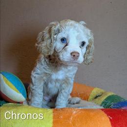 Chronos - Silver male Cockapoo puppy in Sunset, Louisiana from Cano Cockapoos