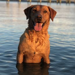 Luna - Labrador Retriever