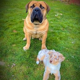 Boerboel All Grown Up from Cascade Boerboels