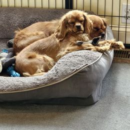 Daphne - Cavalier King Charles Spaniel