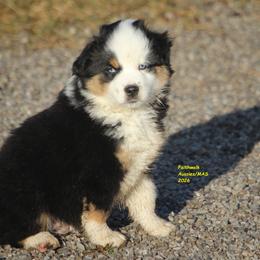 Geo, blue eyes - Black tri male Miniature American Shepherd puppy in Hillsdale, Michigan from Faithwalk Aussies and Mini American Shepherds