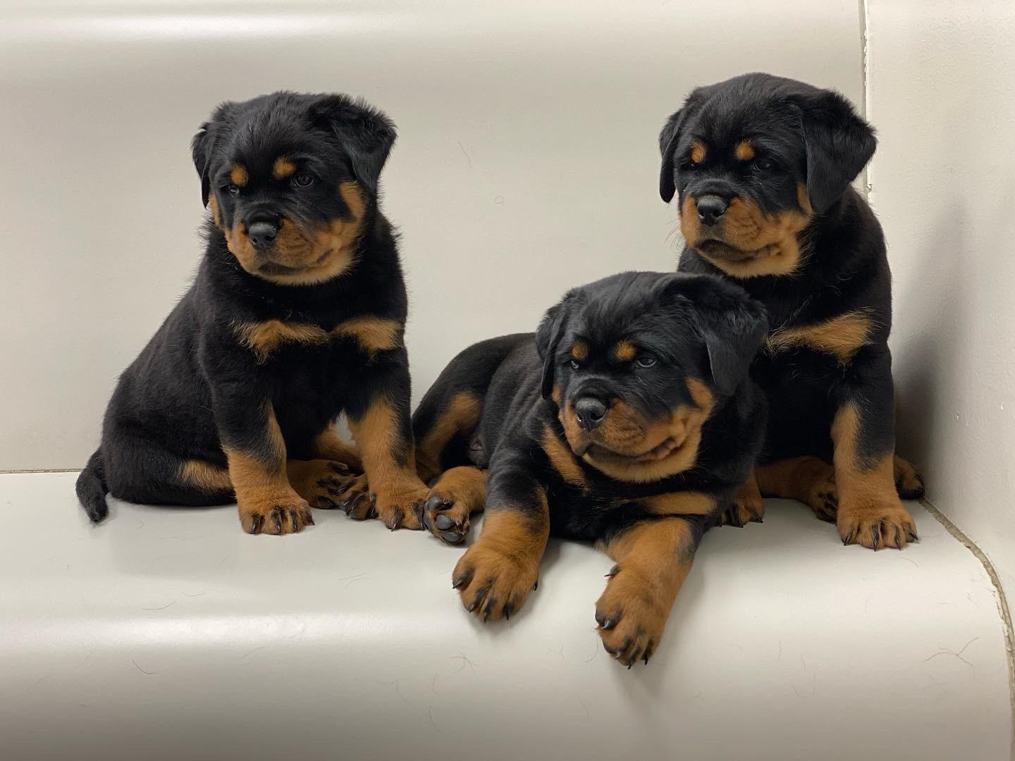 Rouse Rottweilers Vom Haus Bulnes in South Carolina | Rottweiler puppies | Good Dog